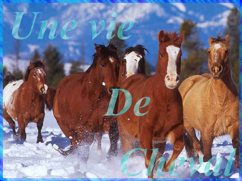 Une vie de Cheval