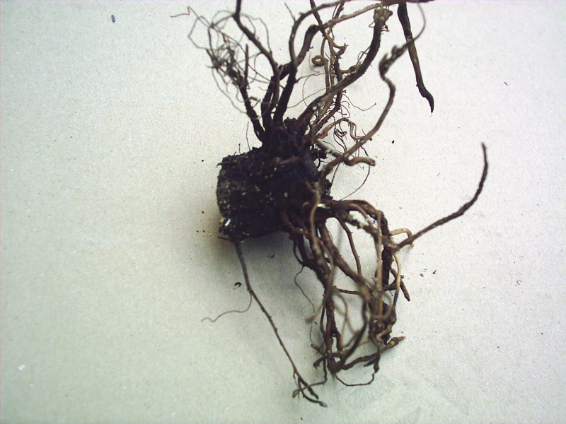 Image: ch-ne-vert-taille-racine2-3436c6.jpg