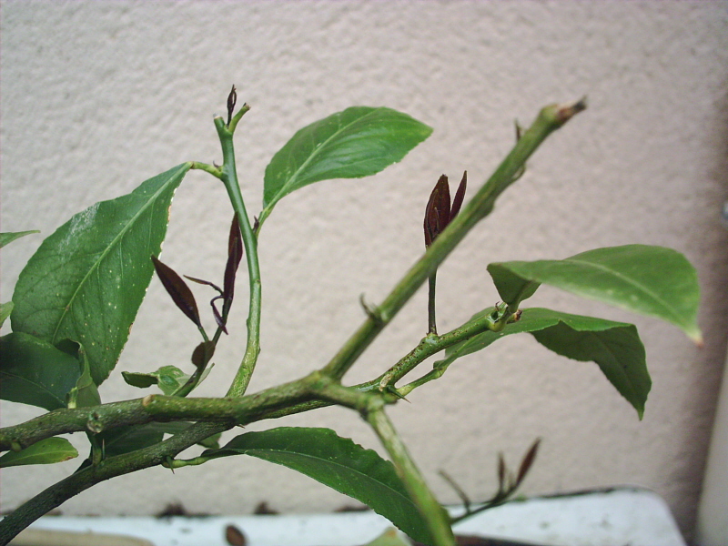 Image: citronnier1-014-35eadc.jpg