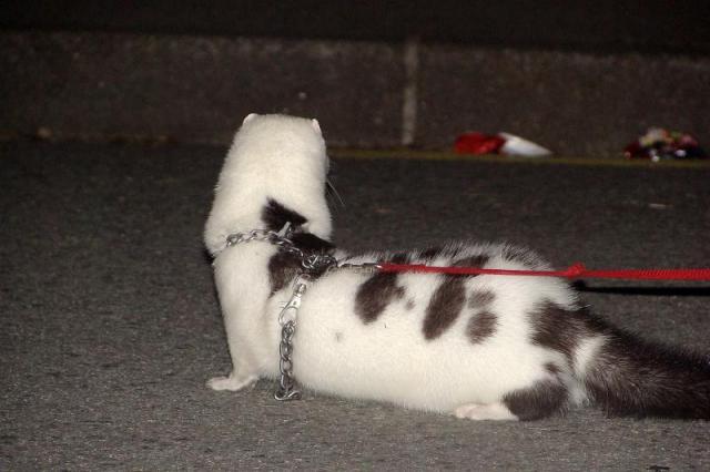 pack Furet