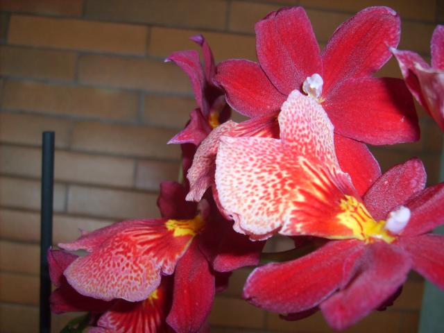 Image: image-nouvelles-orchidees-004-31eeb0.jpg