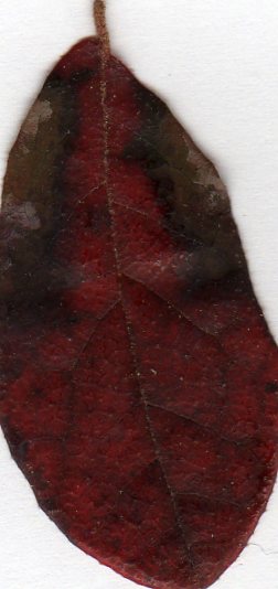 Image: feuille-vue-de-dessus-1-3790ee.jpg
