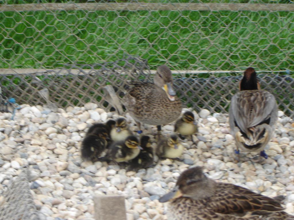 Image: dsc00424-3332cd.jpg