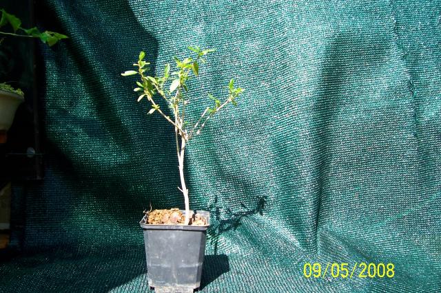 Image: 100_6678-32b545.jpg