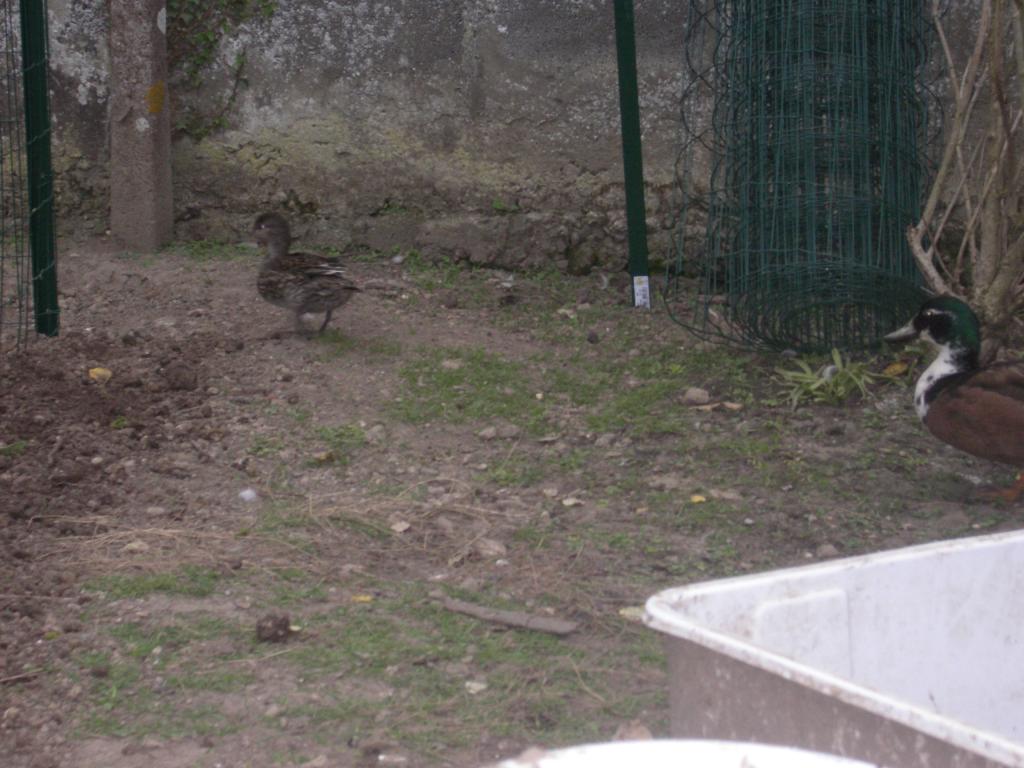 Image: imgp0486-336c3b.jpg