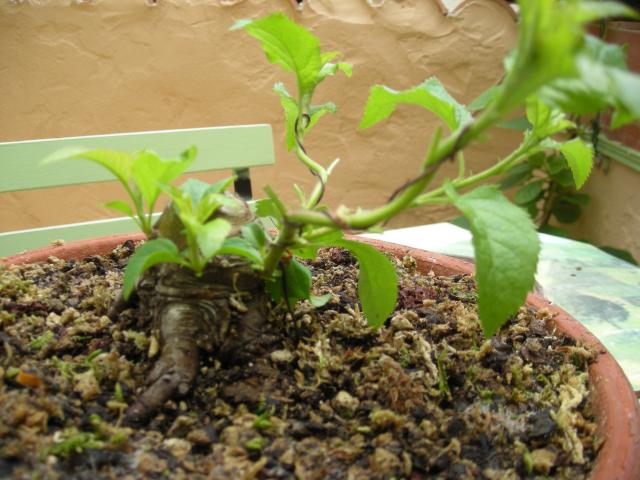 Image: rosa-chinensis-1-...erest-003-352e31.jpg