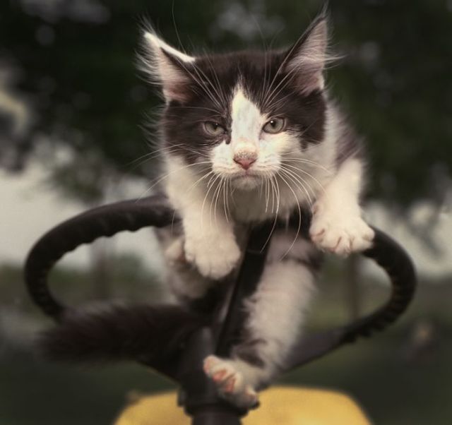 Le Chat Fou Du Volant Lol Le Regne Animal Blog De Fanfan