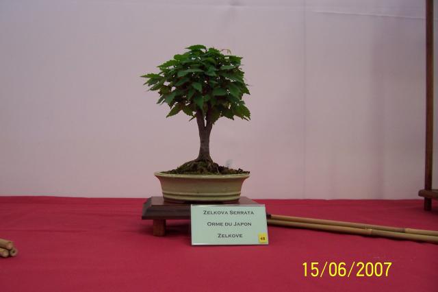 Image: 100_6864-4206cf.jpg