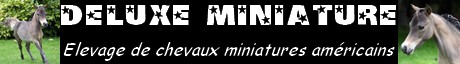 DELUXE miniature _ �levage de chevaux miniatures am�ricains